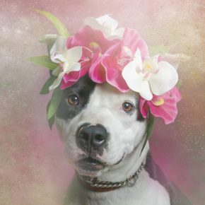 Sophie Gamand’s Enchanting Pit Bulls. Get A Print or Adopt The Dog!
