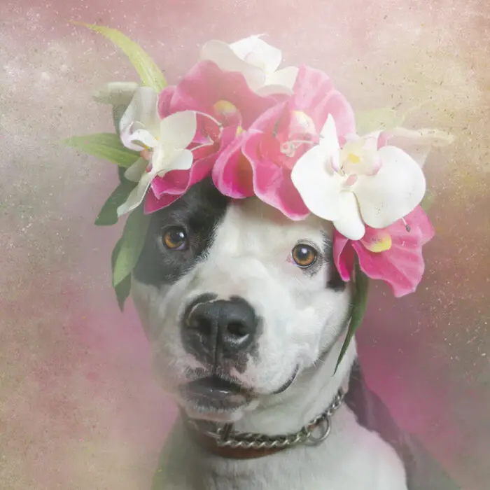 Read more about the article Sophie Gamand’s Enchanting Pit Bulls. Get A Print or Adopt The Dog!