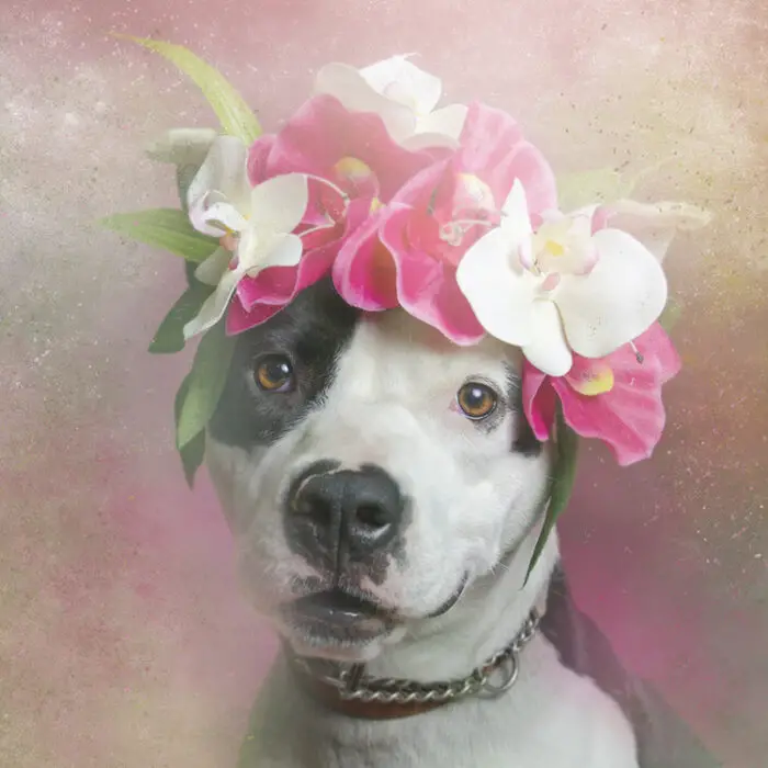 sophie gamand enchanting pit bull portraits Fancy