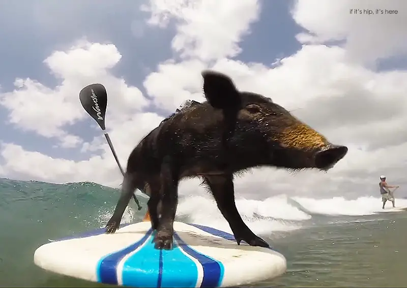 Kama The Surfing Pig