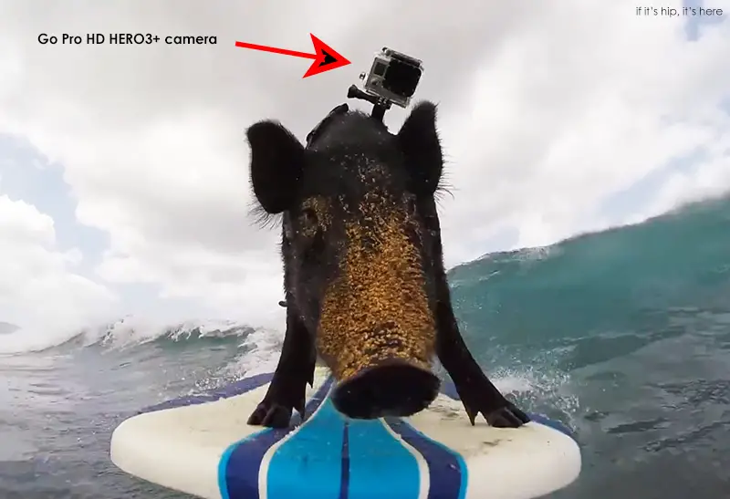 kama surfing pig 2 IIHIH