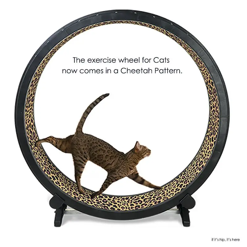 exercise wheel for cats