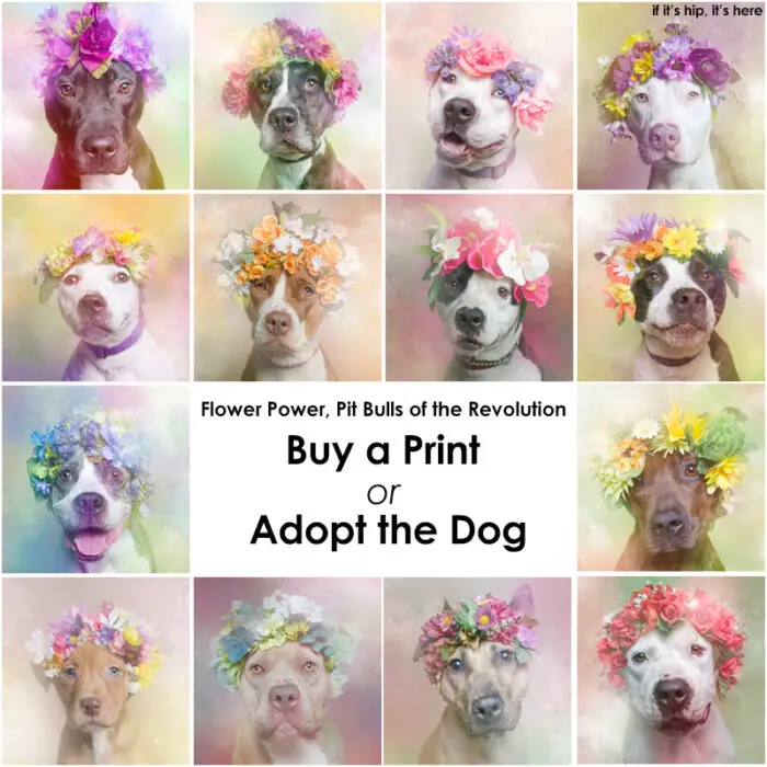 pits for adoption