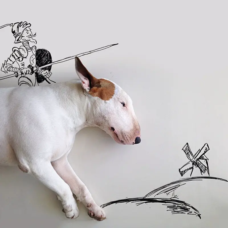 Rafael Mantesso's Bull Terrier