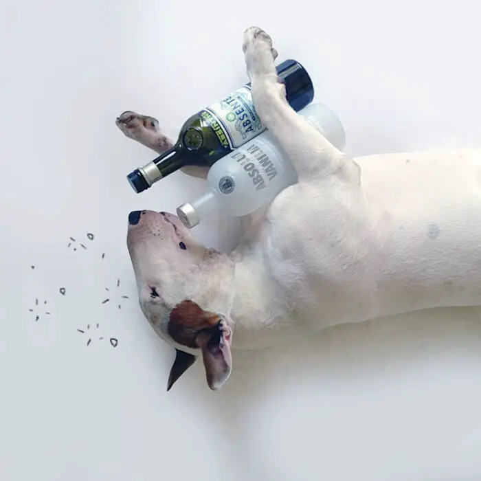 instagram's cutest bull terrier