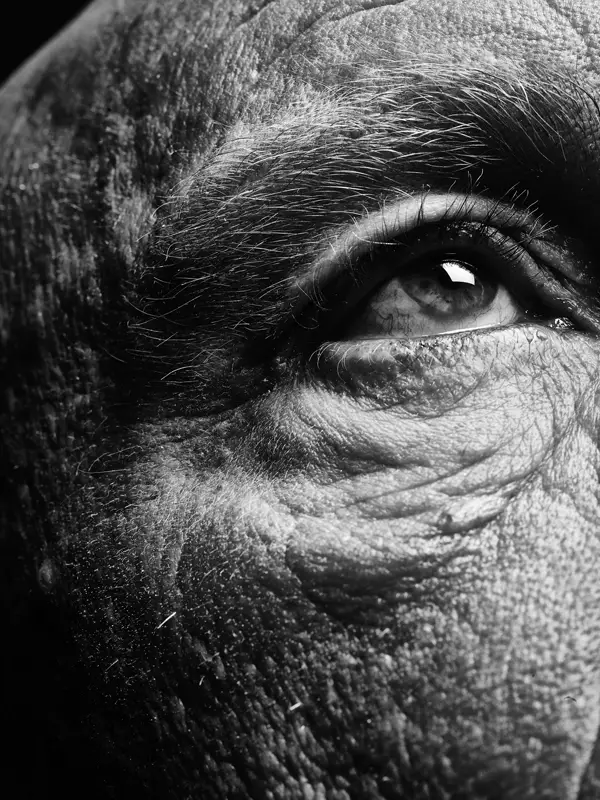 Bill_Brandt___Eyes_(date),_2014_a