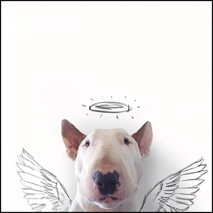 Read more about the article A Bull Terrier & Illustrator Make Beautiful Art Together.