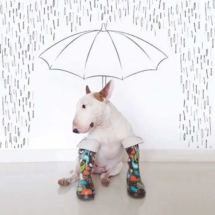 jimmy-choo-bull-terrier-illustrations-rafael-mantesso-10