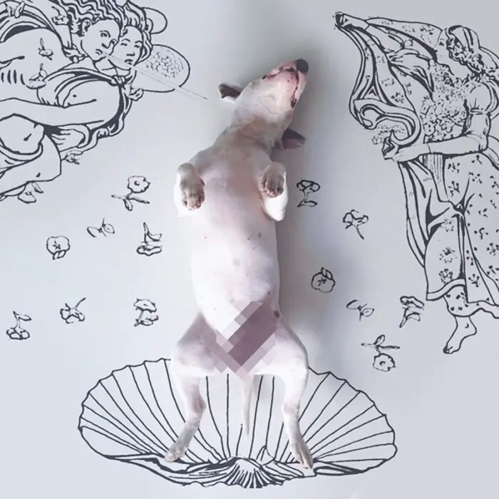 Rafael Mantesso's Bull Terrier as Venus