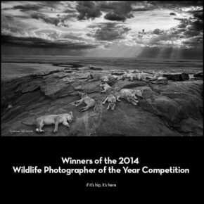 2014 Wildlife Photographer of the Year Competition: The Winning Photos