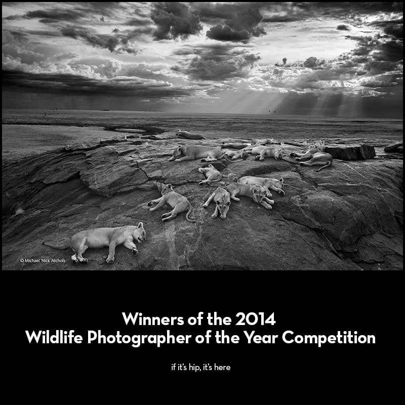 2014 Wildlife Photographer of the Year Competition: The Winning Photos ...