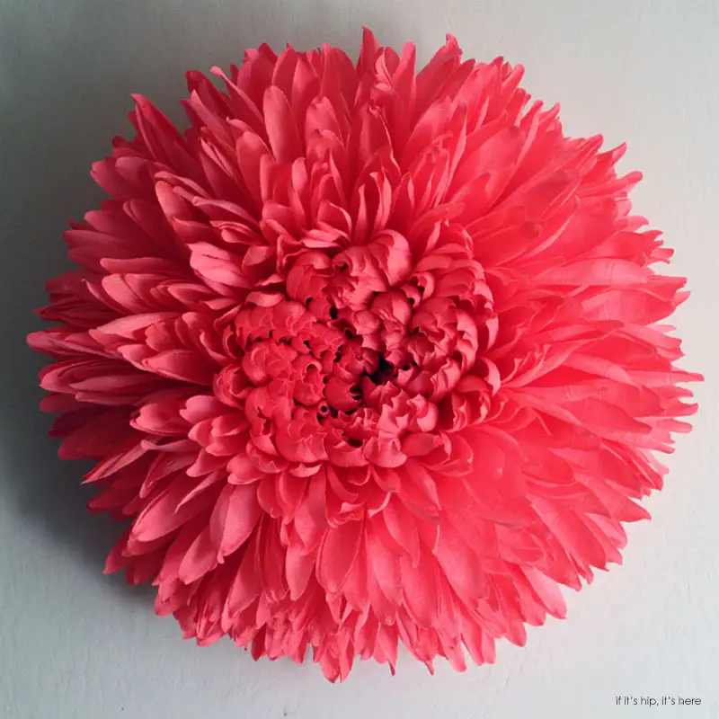 Chrysanthemum IVb