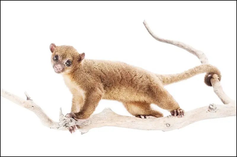 Stanley Kinkajou IIHIH