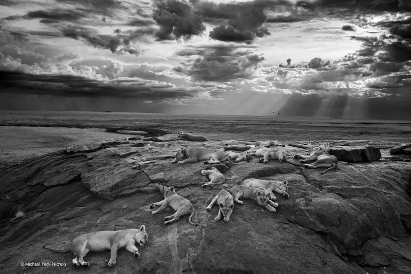 Wildlife Photographer of the Year 2014 Grand title winner Winner 2014 Black and White Michael 'Nick' Nichols, USA