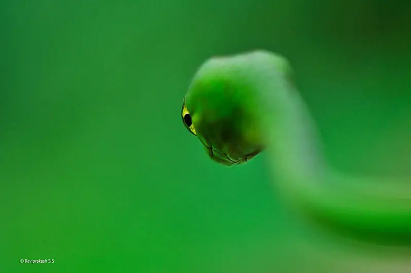 All Eyes.. green snake photo