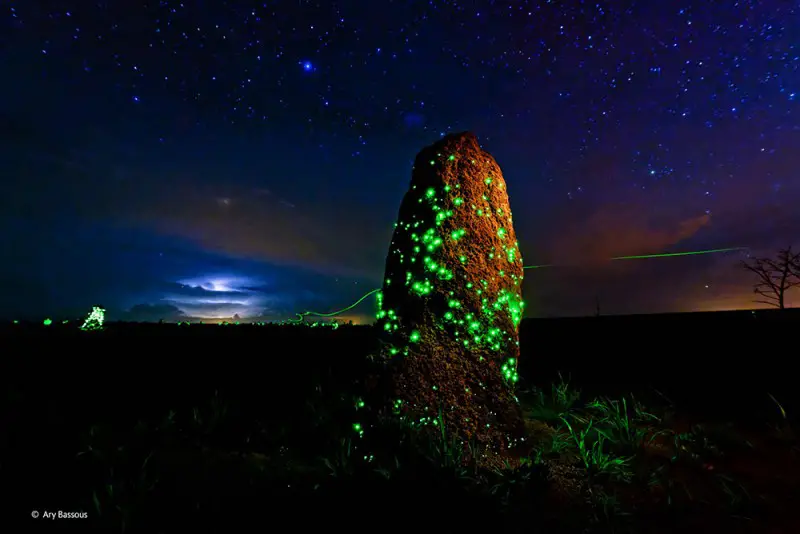 Winner 2014 Invertebrates Ary Bassous, Brazil