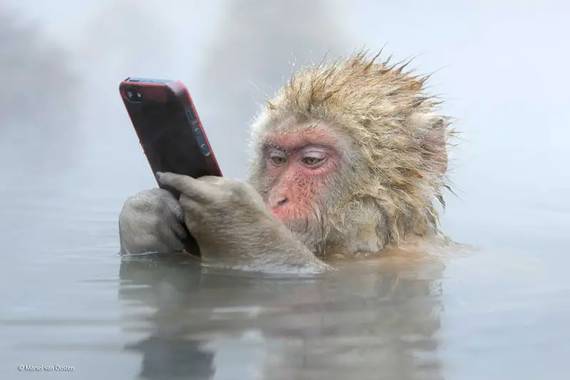 monkey with phone photo