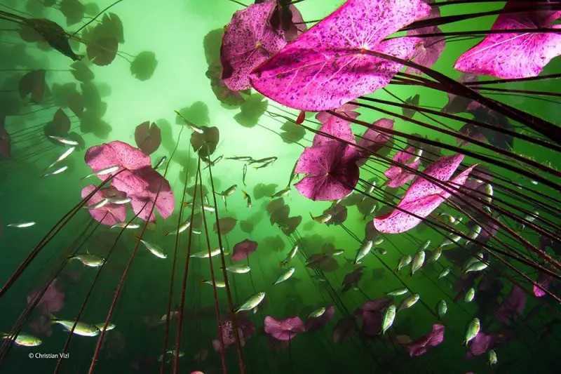 Water plants at Car Wash. Wildlife photographer 2014