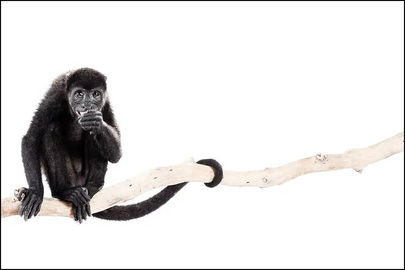 angelina howler monkey IIHIH