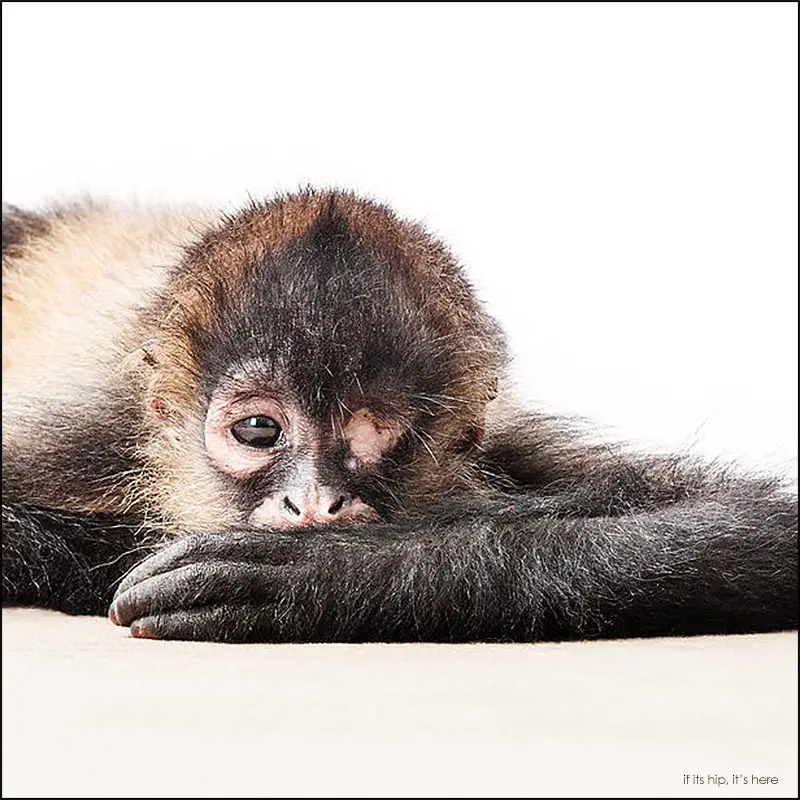 Anna Psalmond photos of rescued animals