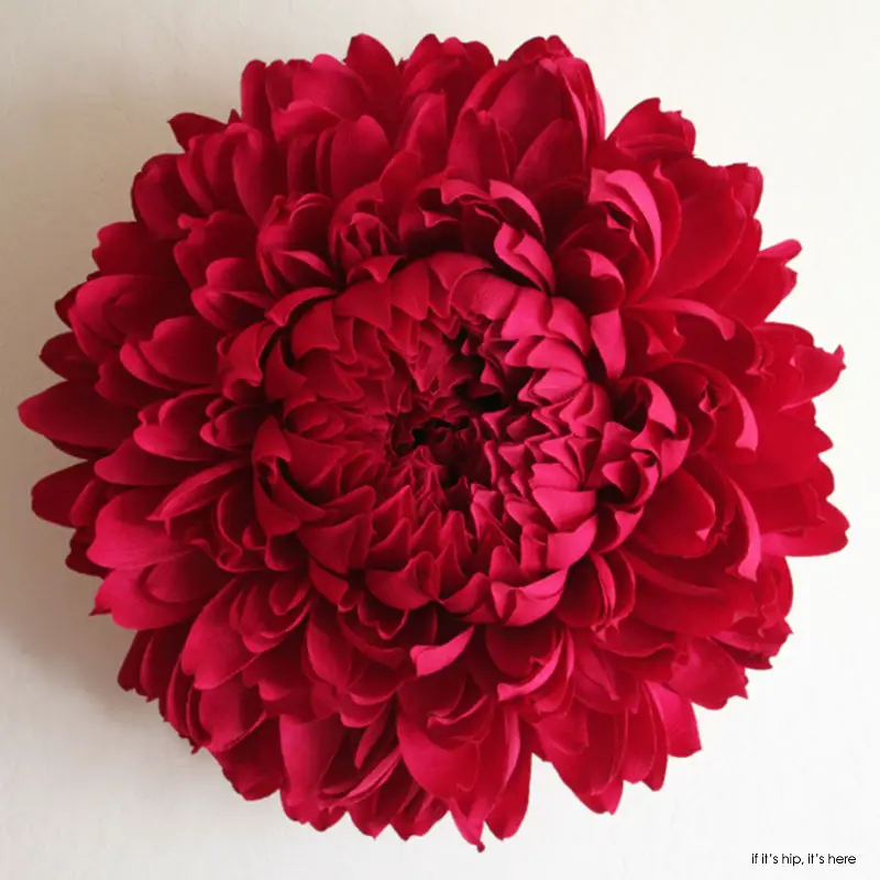 chrysanthemum 1