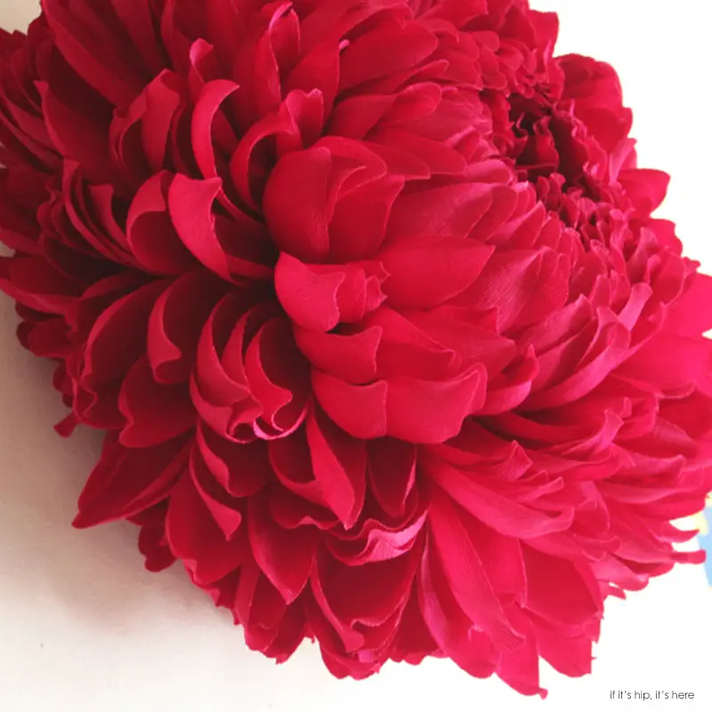 chrysanthemum 2