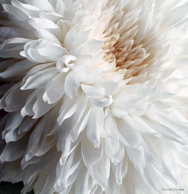 dahlia II close up