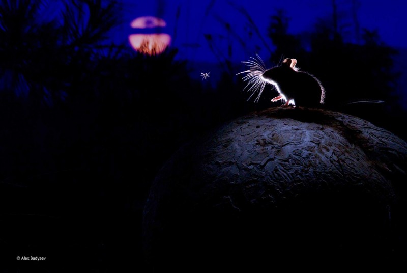 mouse moon and mosquito Winner 2014 Mammals Alexander Badyaev, Russia_USA