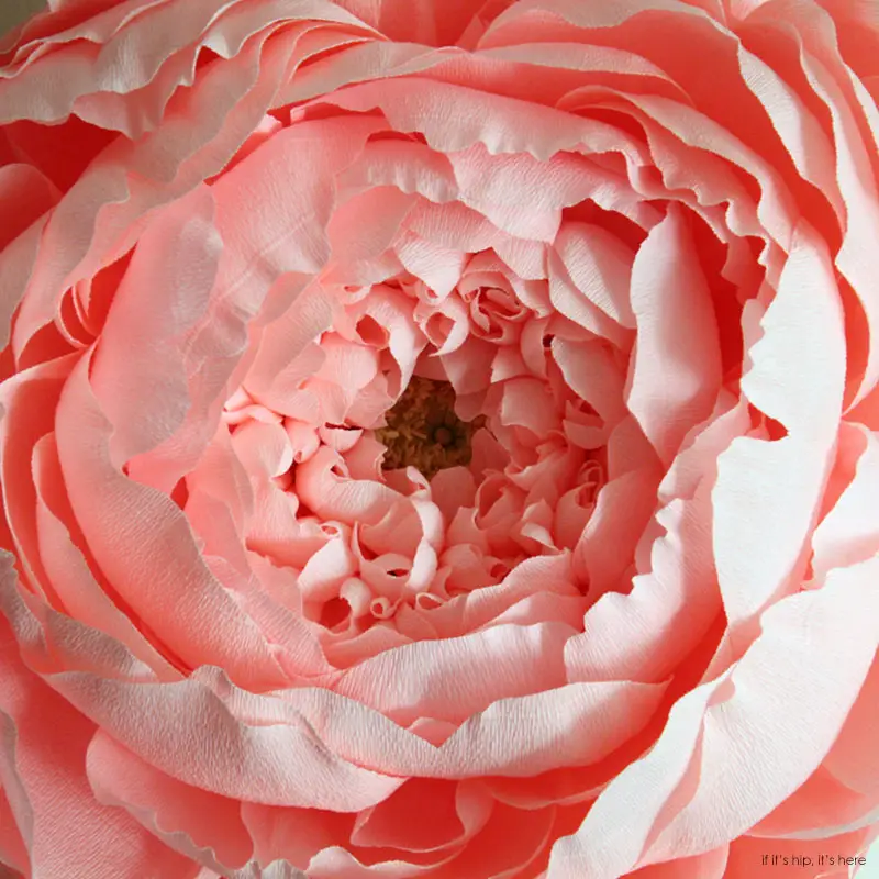 peony with stamen close up