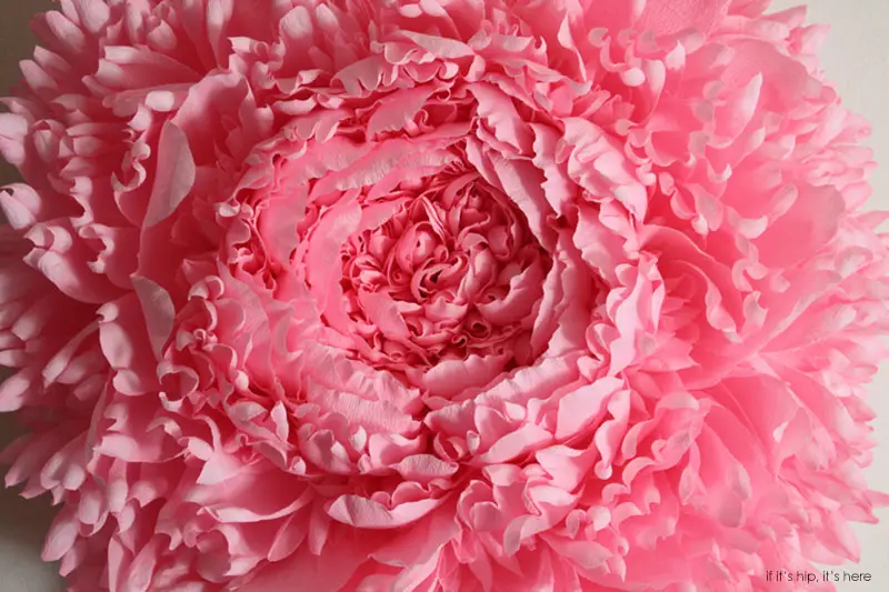 peony1closeup