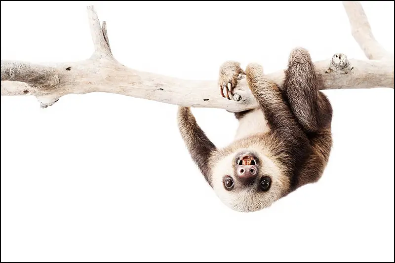 stefano sloth IIHIH