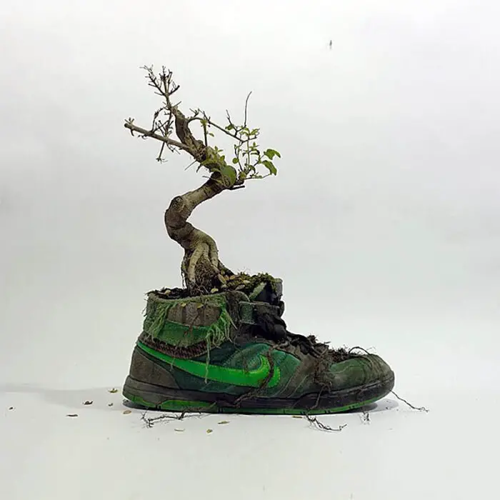 Nike shoe bonsai tree