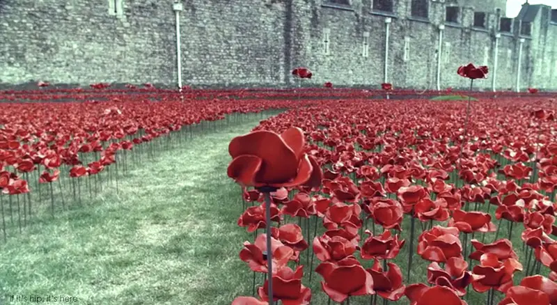 ceramic poppies armistice day