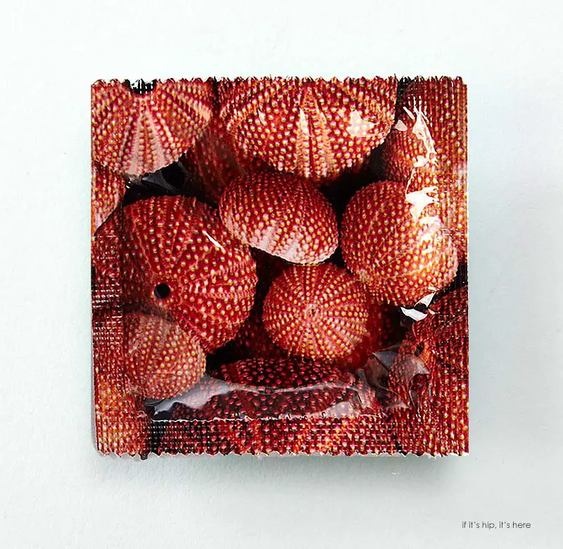 sea urchin packaging IIHH
