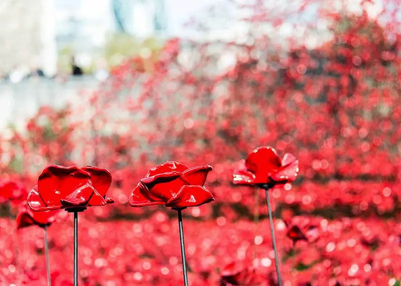 ceramic poppies armistice day