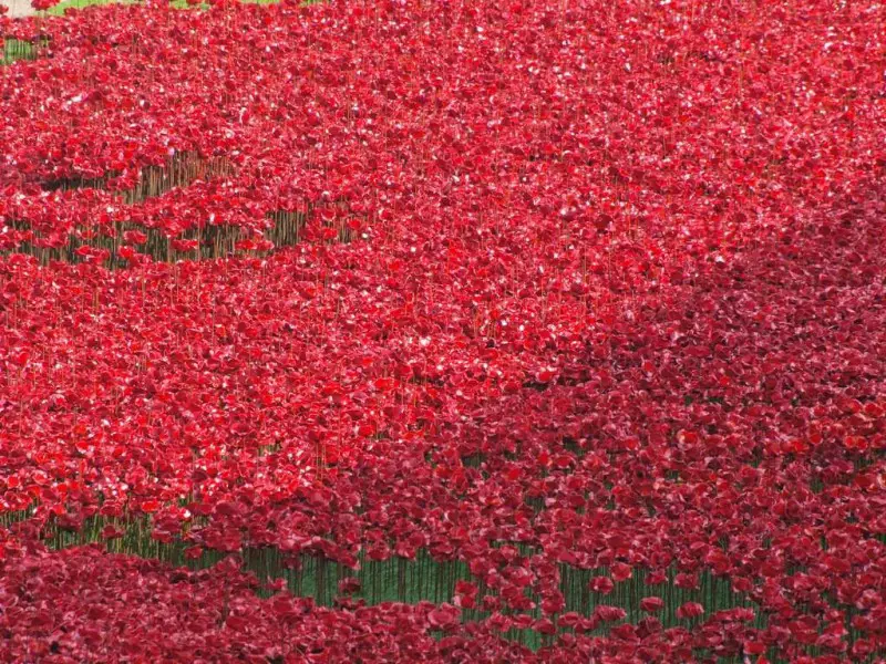 Poppies Overtake The Tower of London