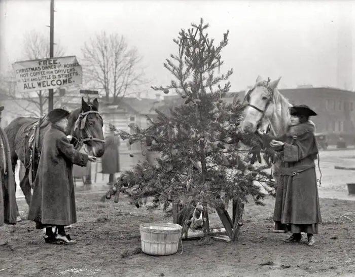 Christmas Dinner for Horses, December 1918 in Washington, D.C