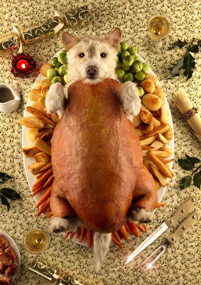 dog as roasted turkey