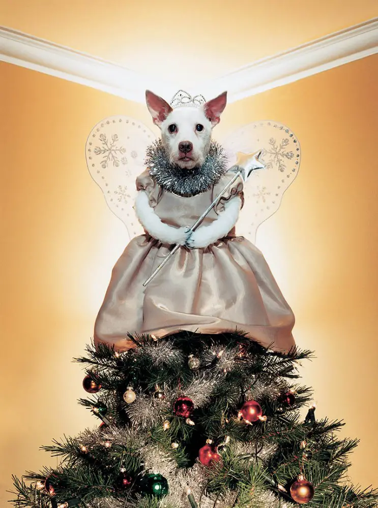 dog as treetopper
