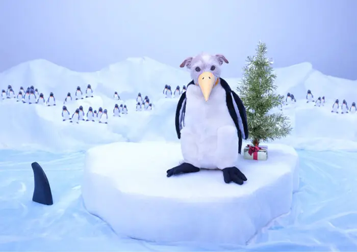 dog dressed as penguin