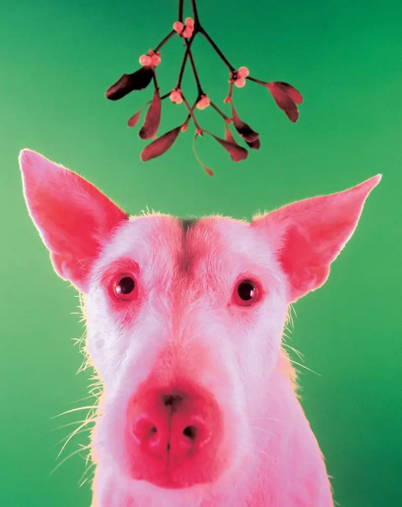 dog under mistletoe