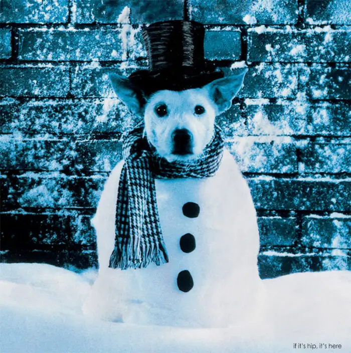 dog as snowman