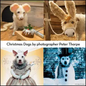 Christmas Dogs Paddy and Raggle by Photographer Peter Thorpe