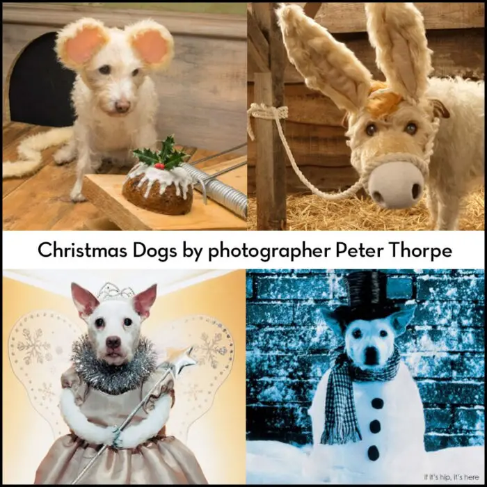 Read more about the article Christmas Dogs Paddy and Raggle by Photographer Peter Thorpe