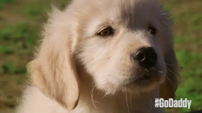 GoDaddy Super Bowl Puppy Ad