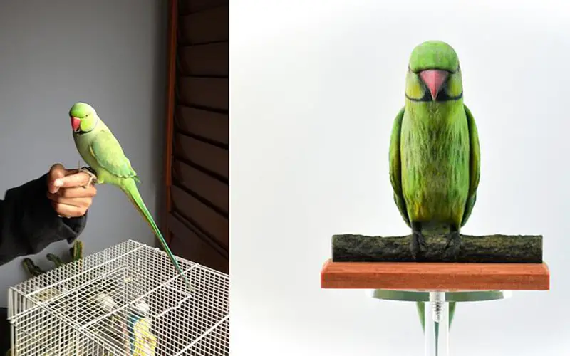 parrot 3d printed