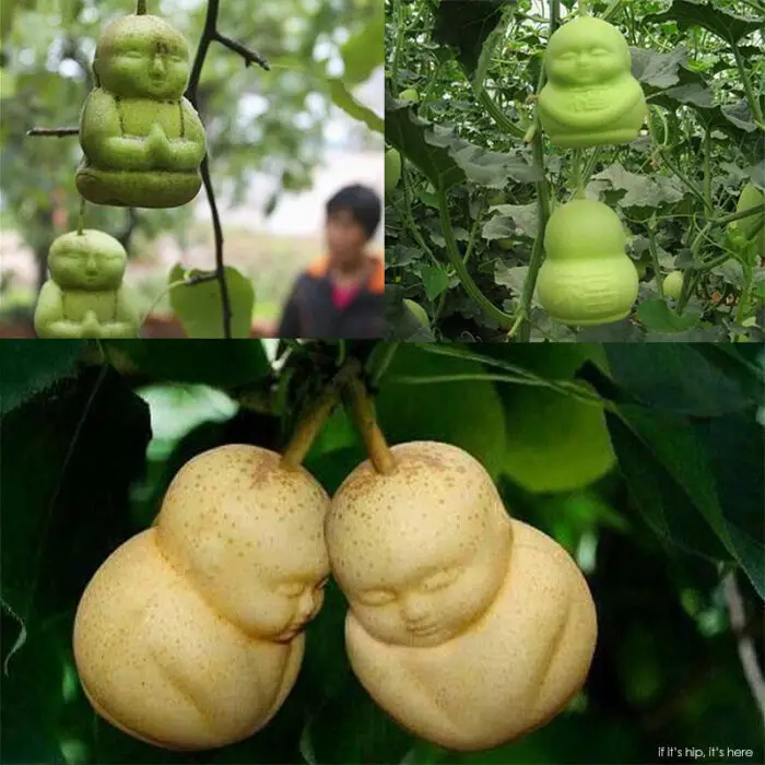 buddha shaped pear moulds