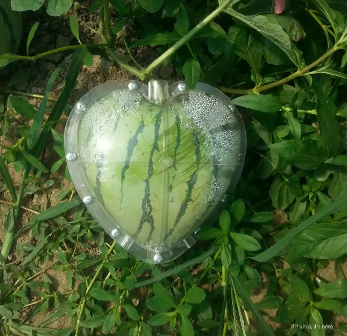 heart shape watermelon in mold IIHIH