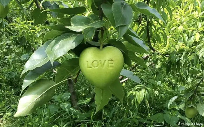 apple with love on it