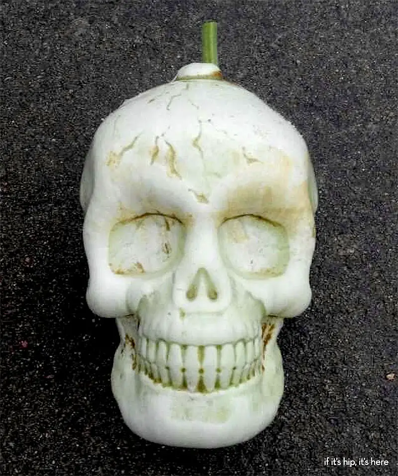 skull shaped melon
